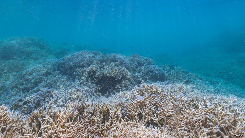 Google unveils new underwater 'street views' - BBC Newsbeat