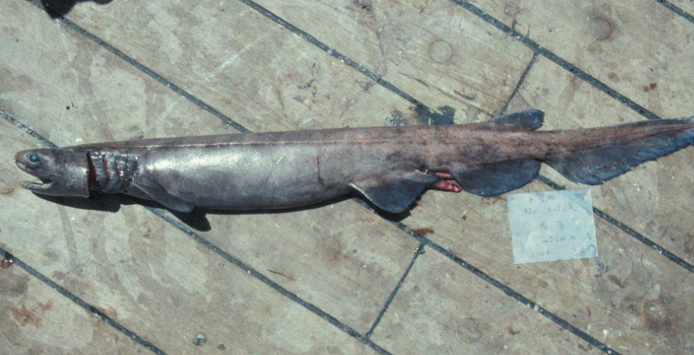 Southern African frilled shark