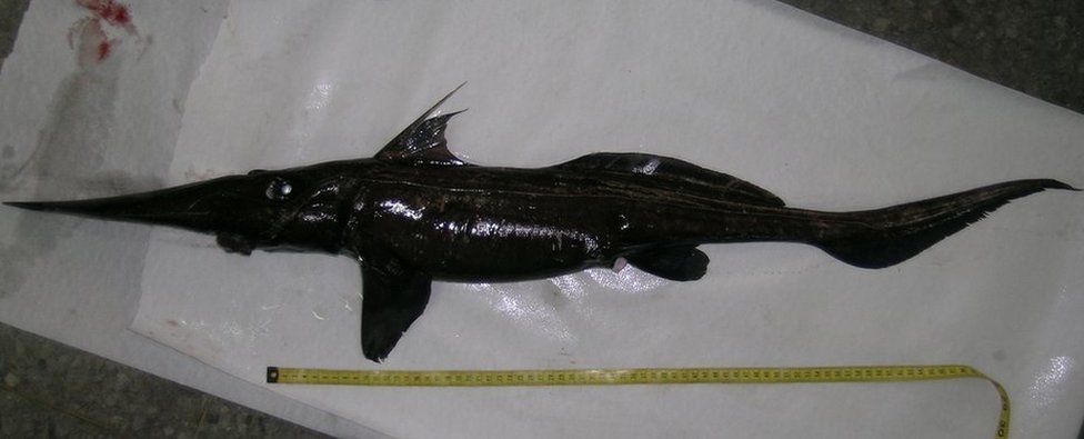 Paddlenose ghost shark