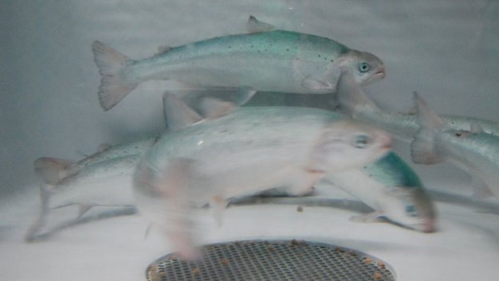 Omega3 oils in farmed salmon 'halve in five years' BBC News