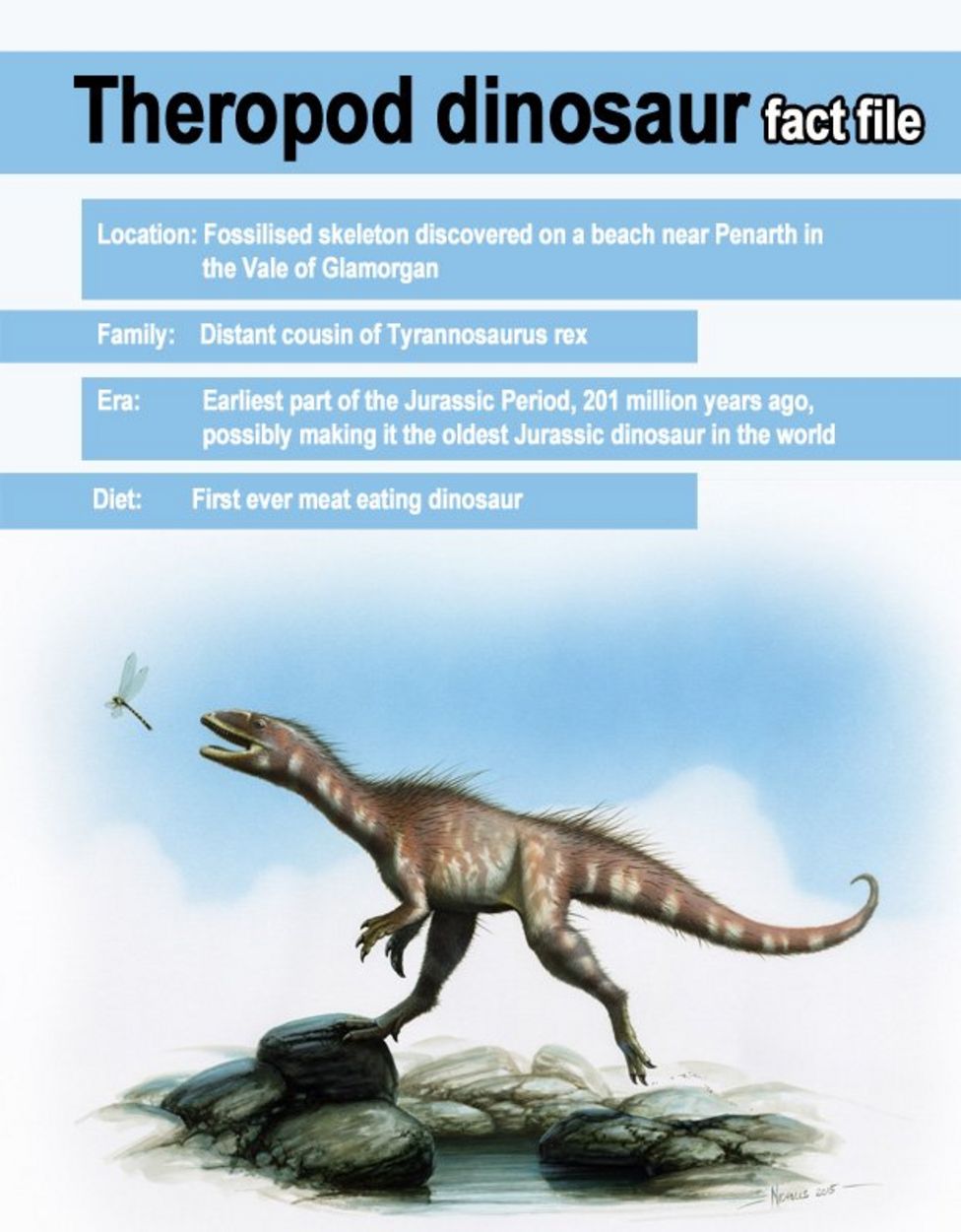 Wales' 'first meateating' Jurassic dinosaur on show BBC News