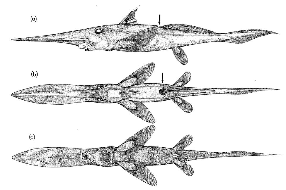 Diagram of the paddlenose ghost shark.