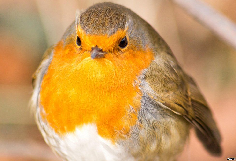 What's the Difference: European Robin vs American Robin - Birds