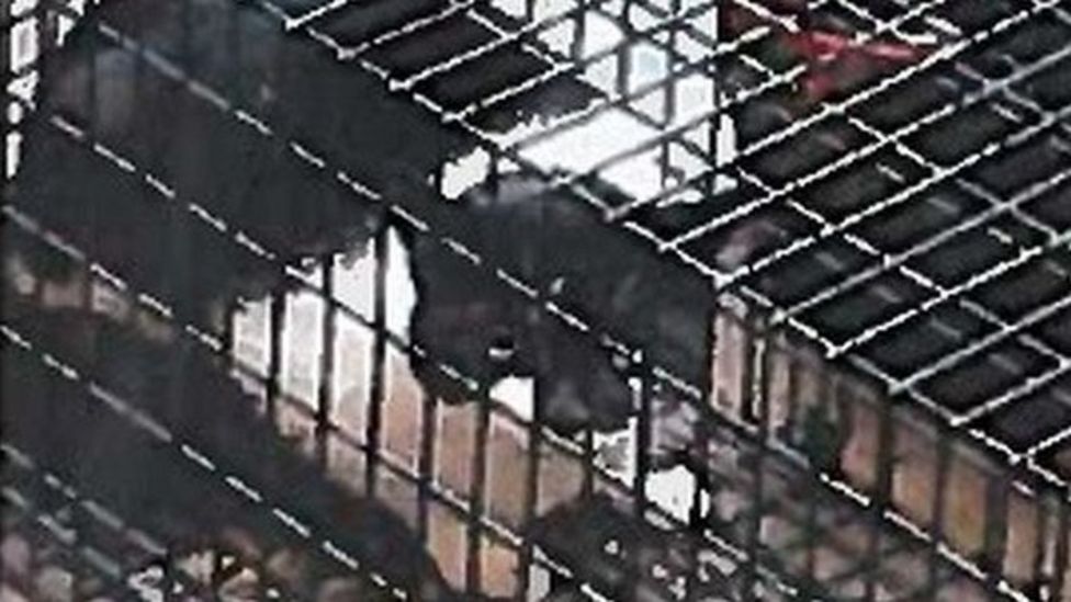 Posters showed Clifton missing cat trapped in cage - BBC News