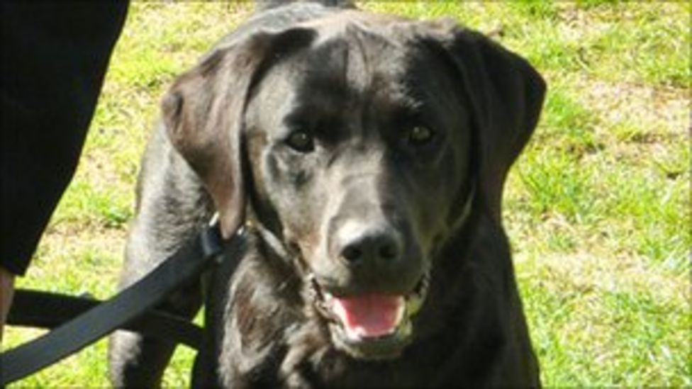 Criminals' money buys police dogs BBC News