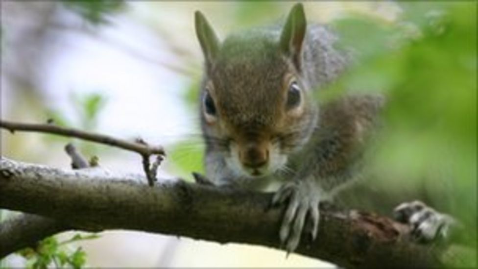 Squirrels 'may have caused Herefordshire barn fire' BBC News