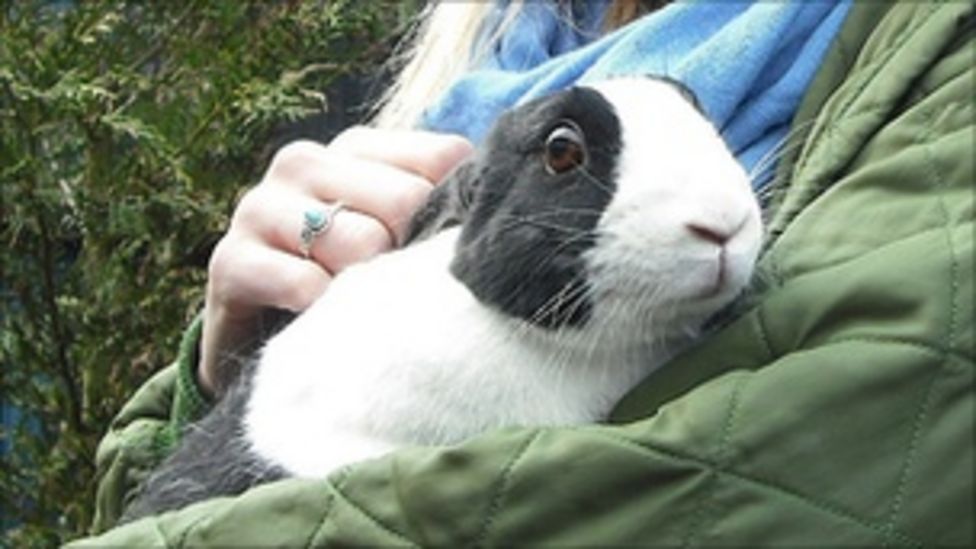 Rabbit crisis at Derby RSPCA shelter BBC News