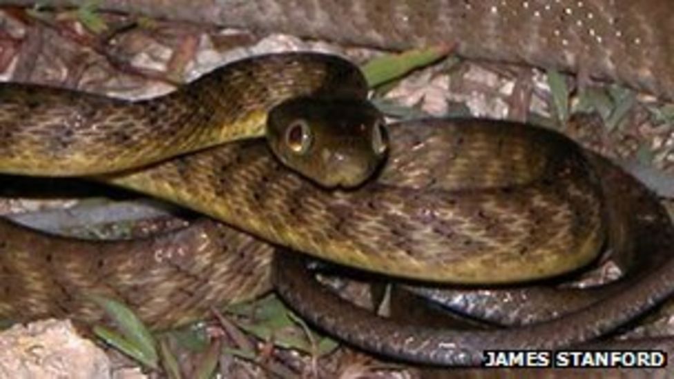Battling the brown tree snake in Guam BBC News