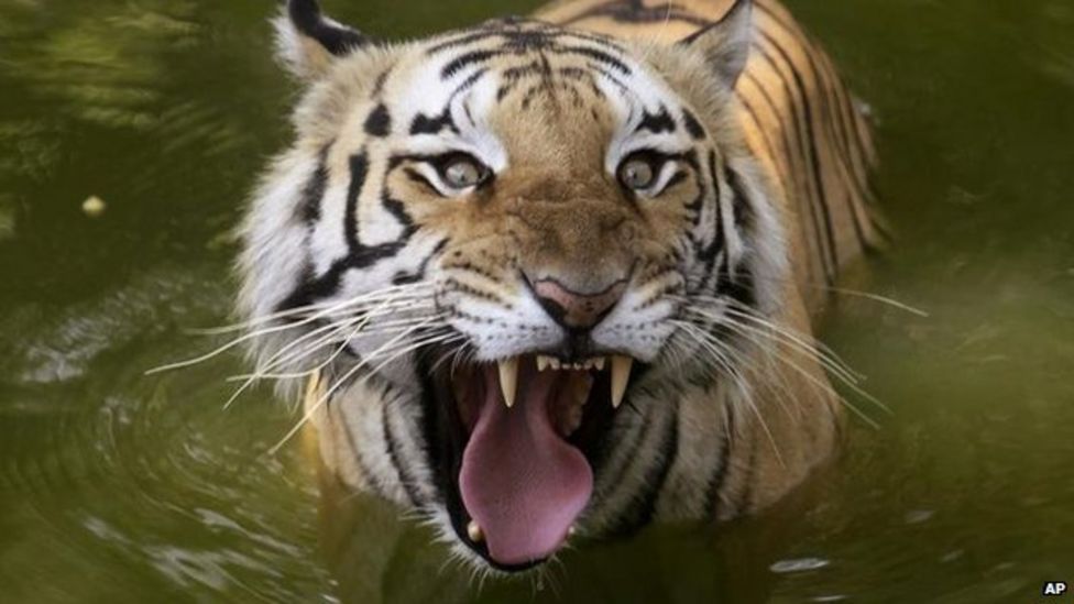 India and Nepal begin Royal Bengal tiger census - BBC News