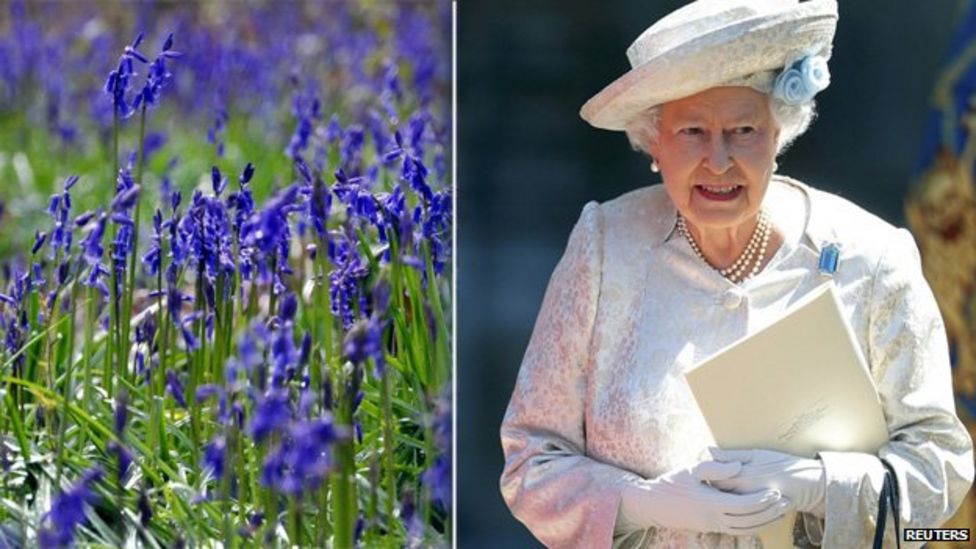 Flowers for The Queen's Coronation mowed in Northampton - BBC News