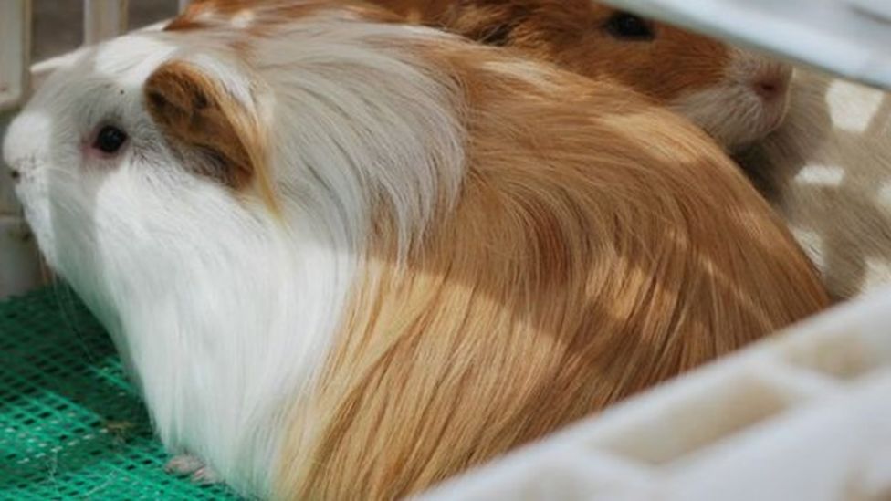 Could I bring myself to eat a guinea pig? - BBC News