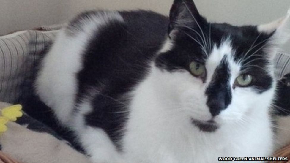 Huntingdon cat found at animal shelter after eightyear roam BBC News