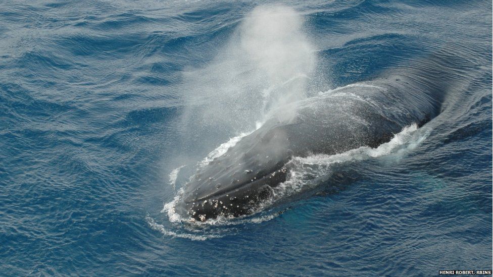 New Antarctic atlas offers index of marine life - BBC News