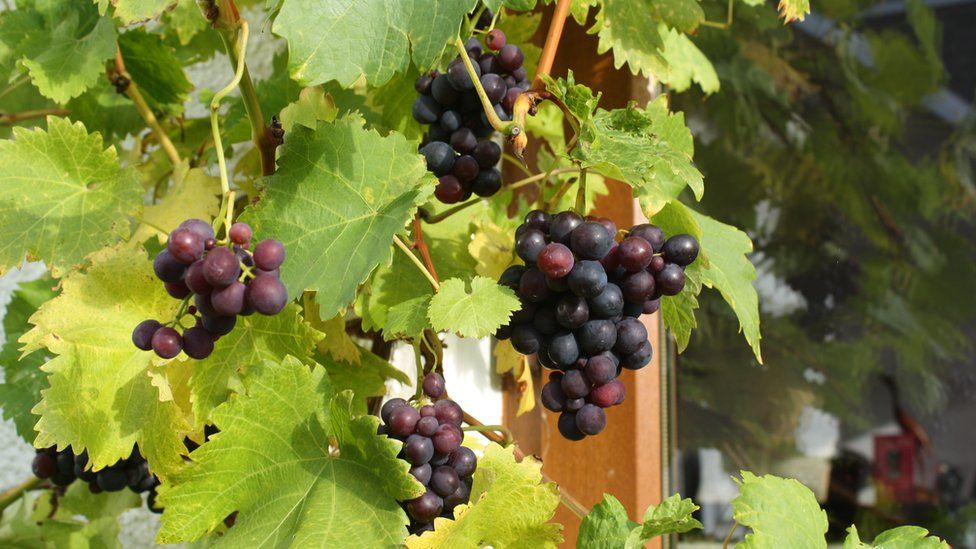 Your pictures of Scotland 31 October 7 November BBC News