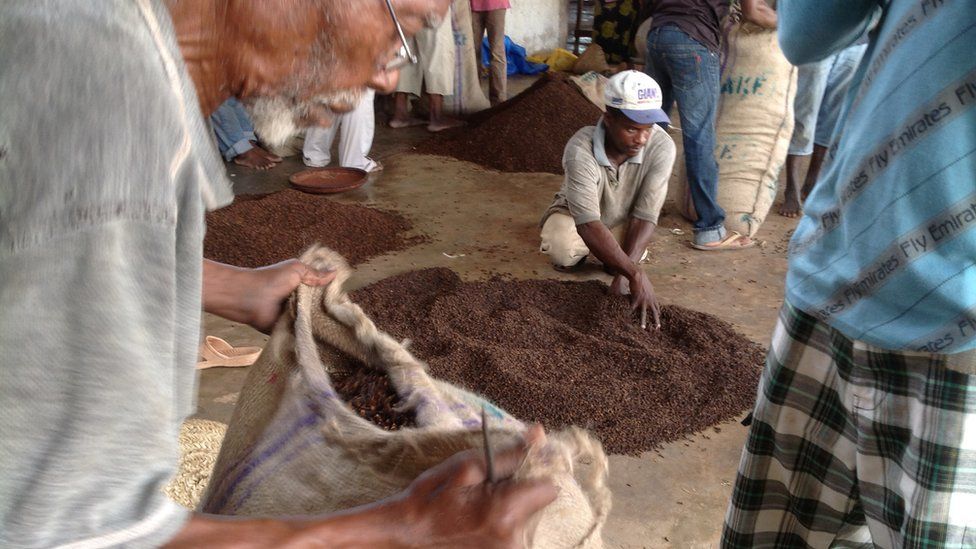 In pictures Zanzibar's clove harvest BBC News