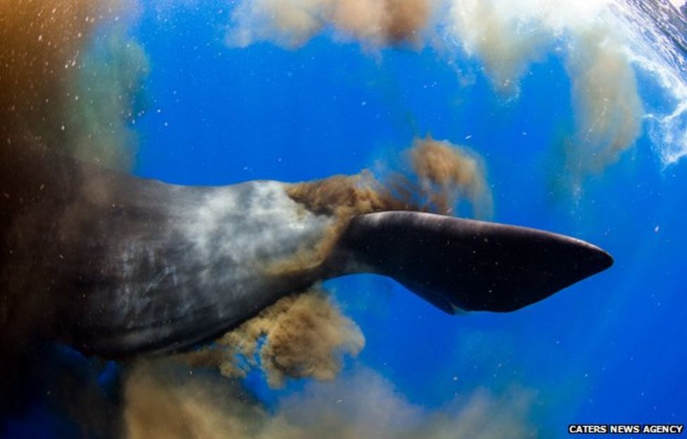 divers-caught-in-sperm-whale-s-giant-underwater-poo-cloud-bbc-news