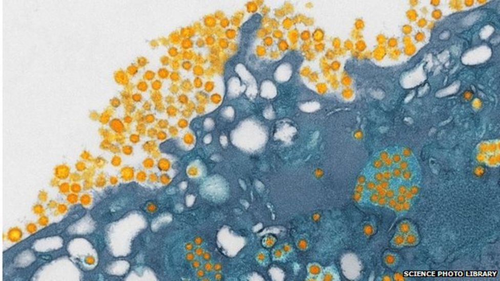 How Many Coronaviruses Infect Humans