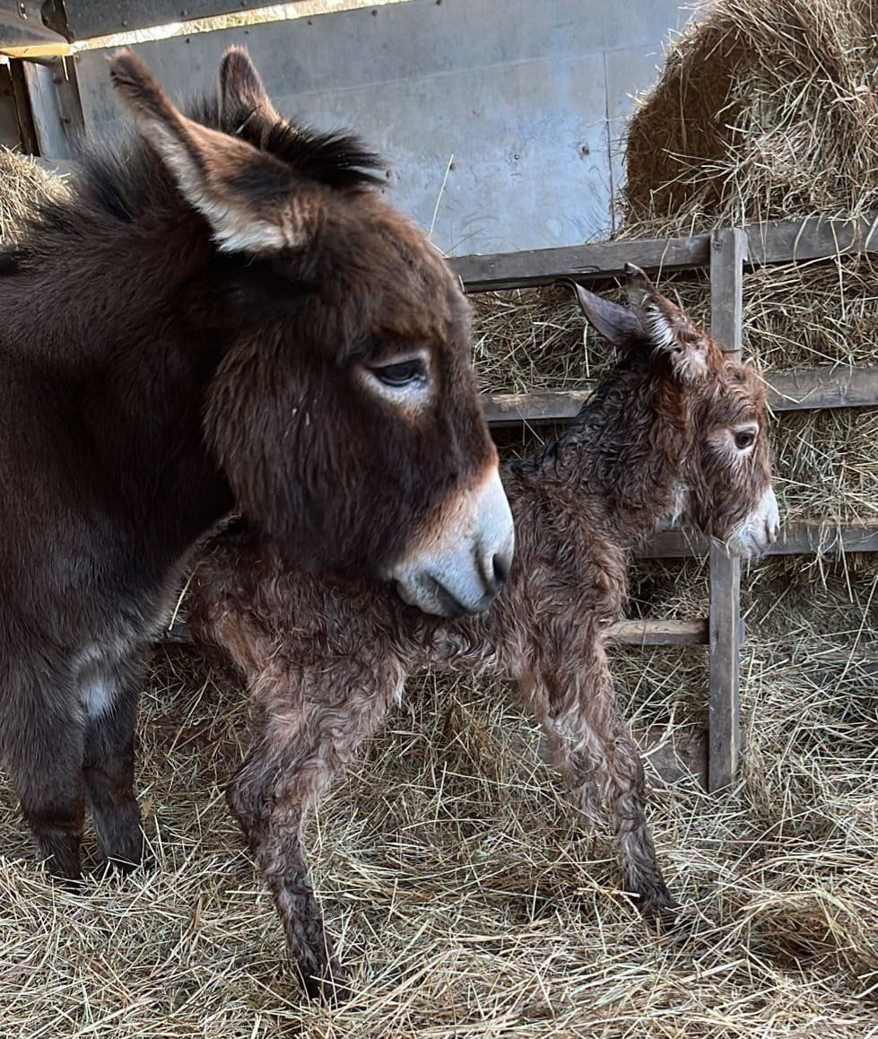 Baby donkey snatched from mother in Hook, police say - BBC News
