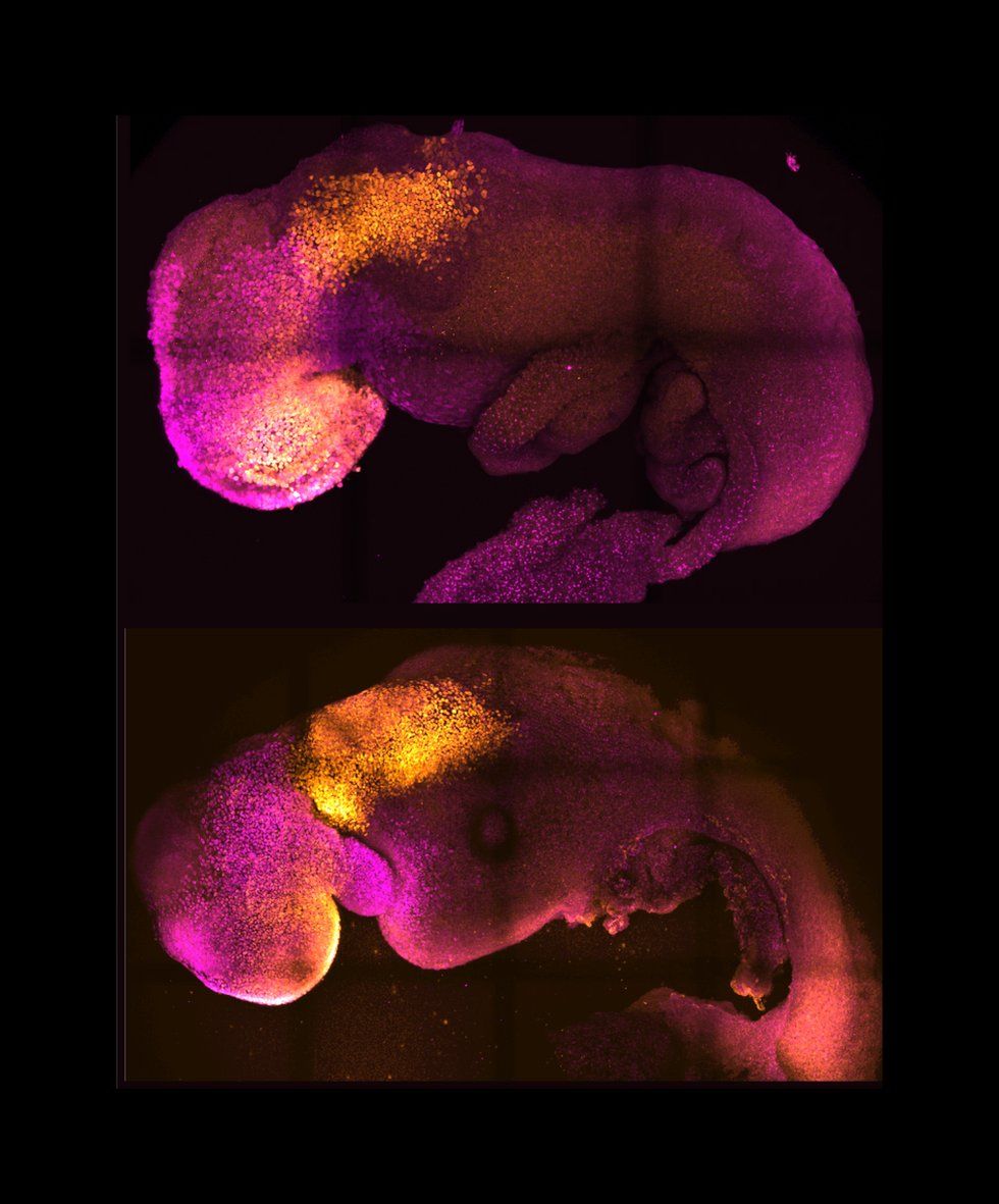 Natural and synthetic embryos side by side show comparable brain and heart formation.