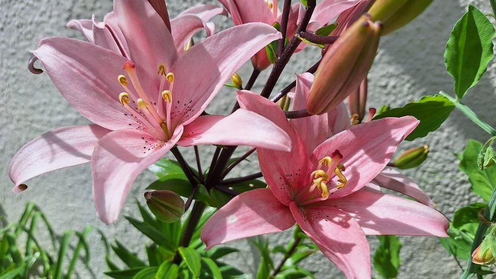 Pink petals on two lily flowers fill most of the space in this photo from Bodenham Herefordshire, with unopened bulbs on the same plant behind them with a white wall behind