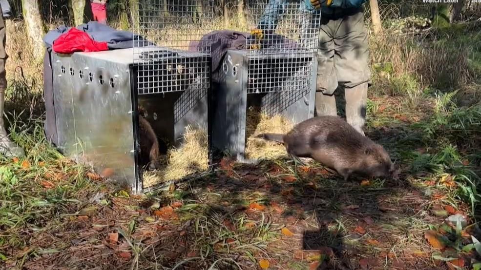 Beavers released
