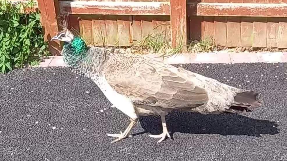 Penny peahen about town