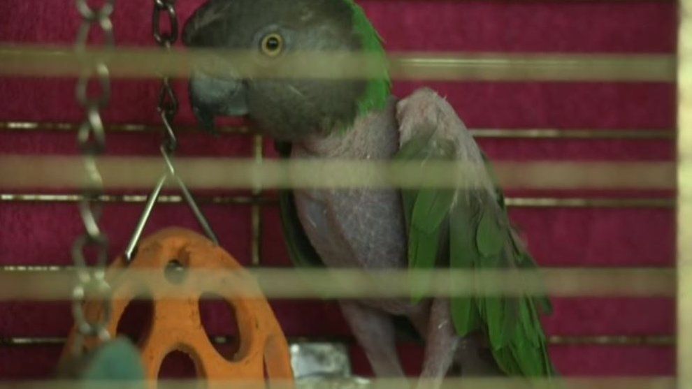 Sonny the parrot
