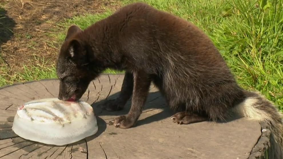 An arctic fox licks a block of ice, some fish are visible at the top of the block, the fox is sitting on what appears to be a tree stump