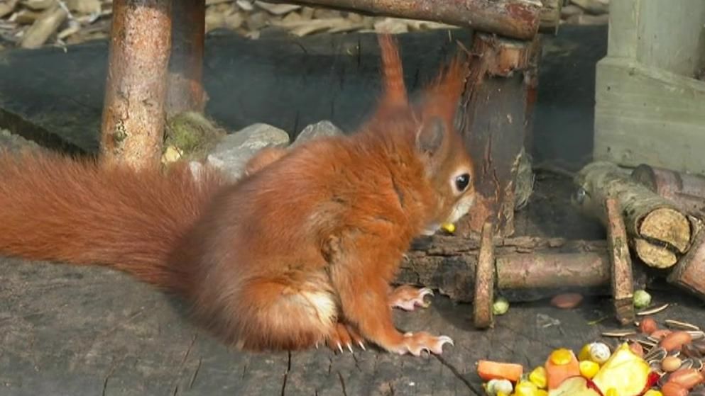 A red squirrel  sitting next to a pile of food, there are also various bits of wood nearby