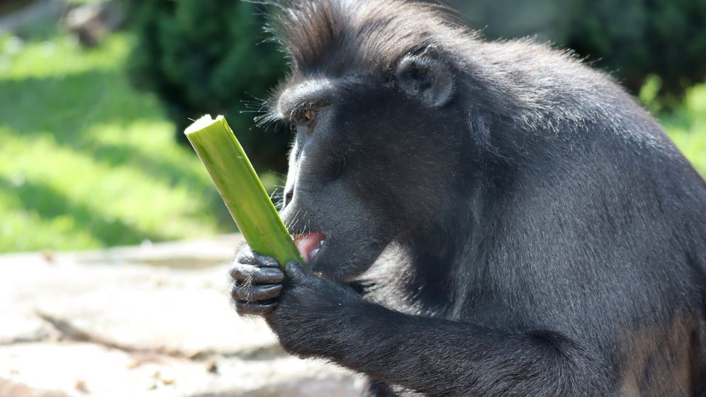 A monkey licks a bamboo shoot containing frozen mint tea