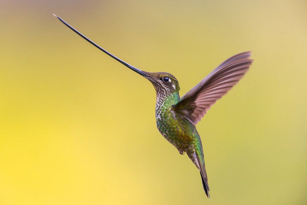 Sword-billed hummingbird, Bogotá, Colombia