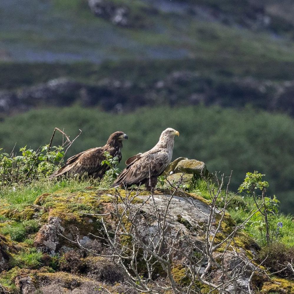 An injured juvenile white-tailed eagle in a nest on the Isle of Mull, watched over by one of its parents 