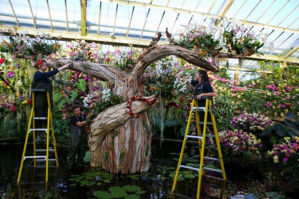 Kew Garden horticulturalists put finishing touches to the Orchid Festival display