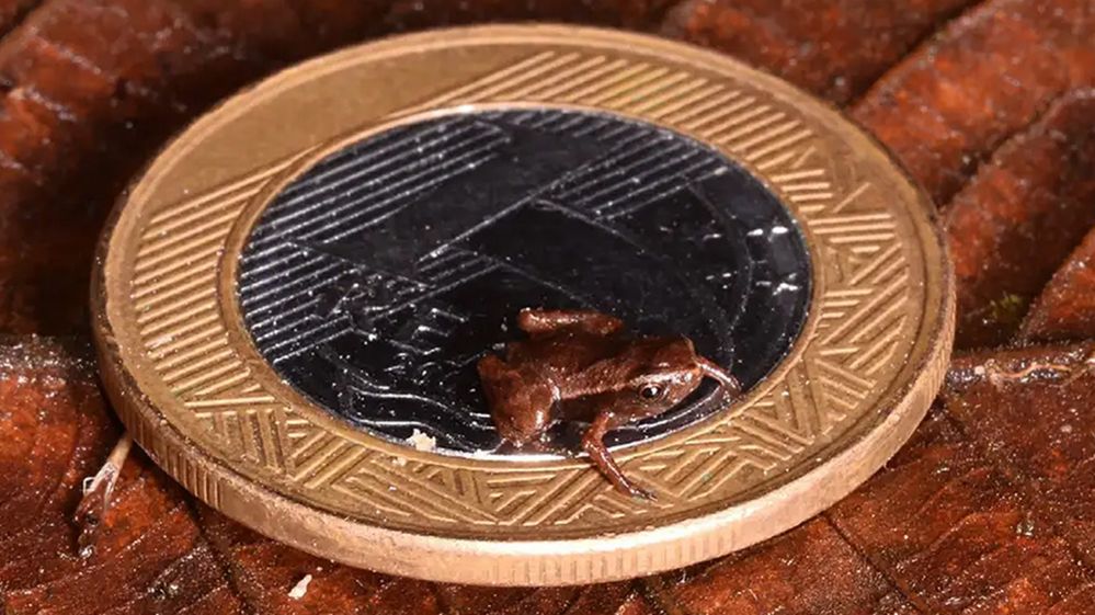 tiny frog on a coin, to scale