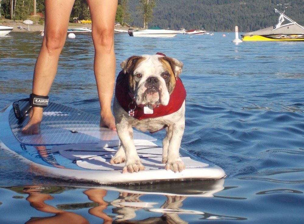 Dog on a surf board