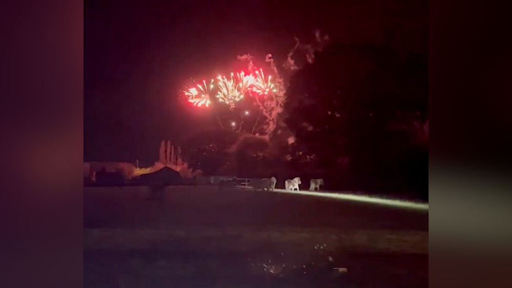 Horses seemingly panicked by a firework display