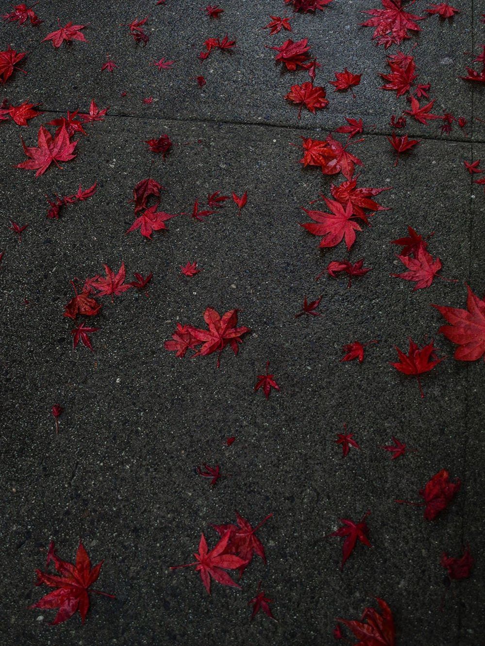 Red maple leaves on a path