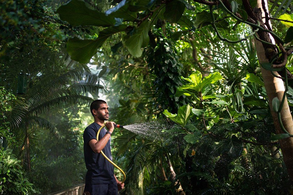 Horticulture student Muhammed Ismail Moosa waters the plants in the Palm House at the Royal Botanical Gardens Kew