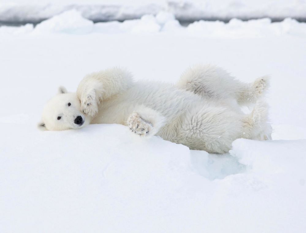 A polar bear