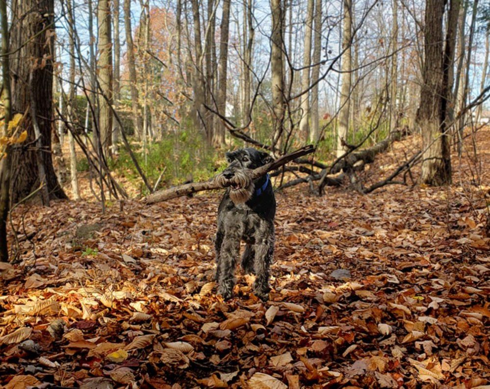A dog carrying sticks
