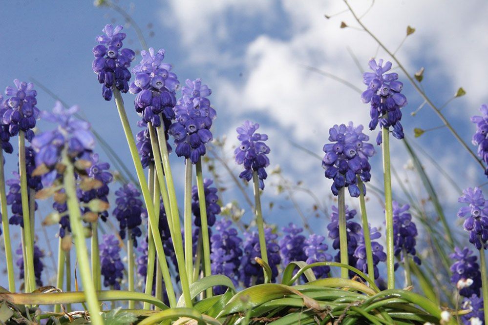 Grape hyacinths