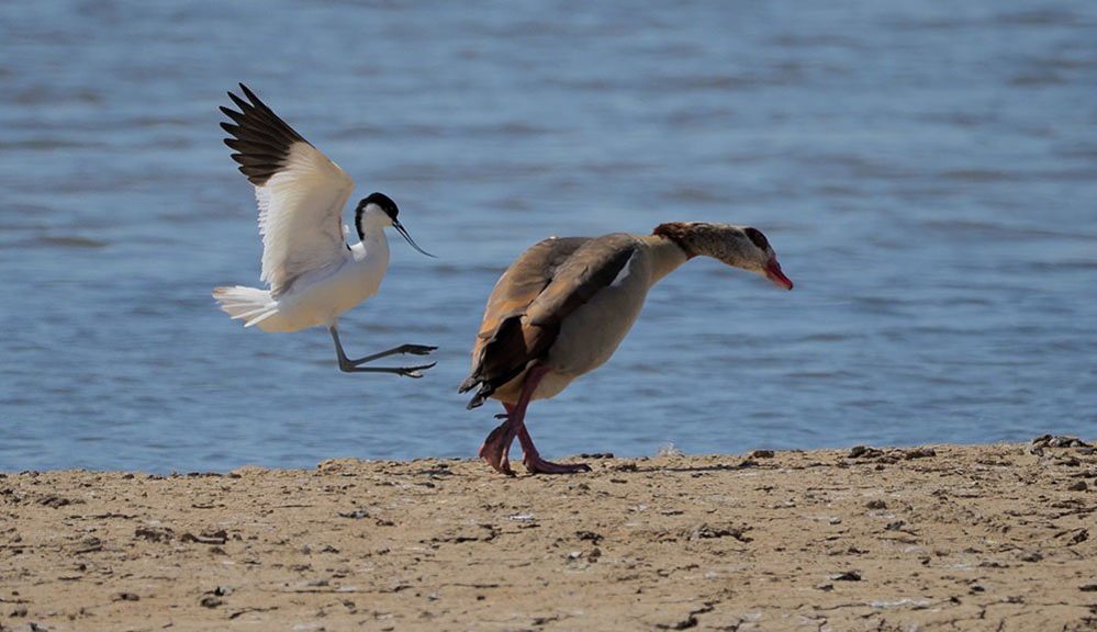 Avocet and Egyptian Goose