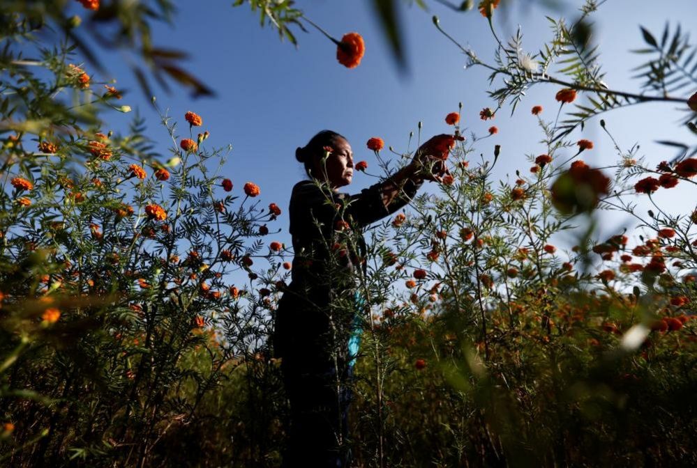 A woman picks marigold flowers