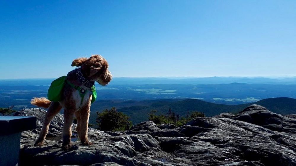 Dog on top of a mountain in Vermont