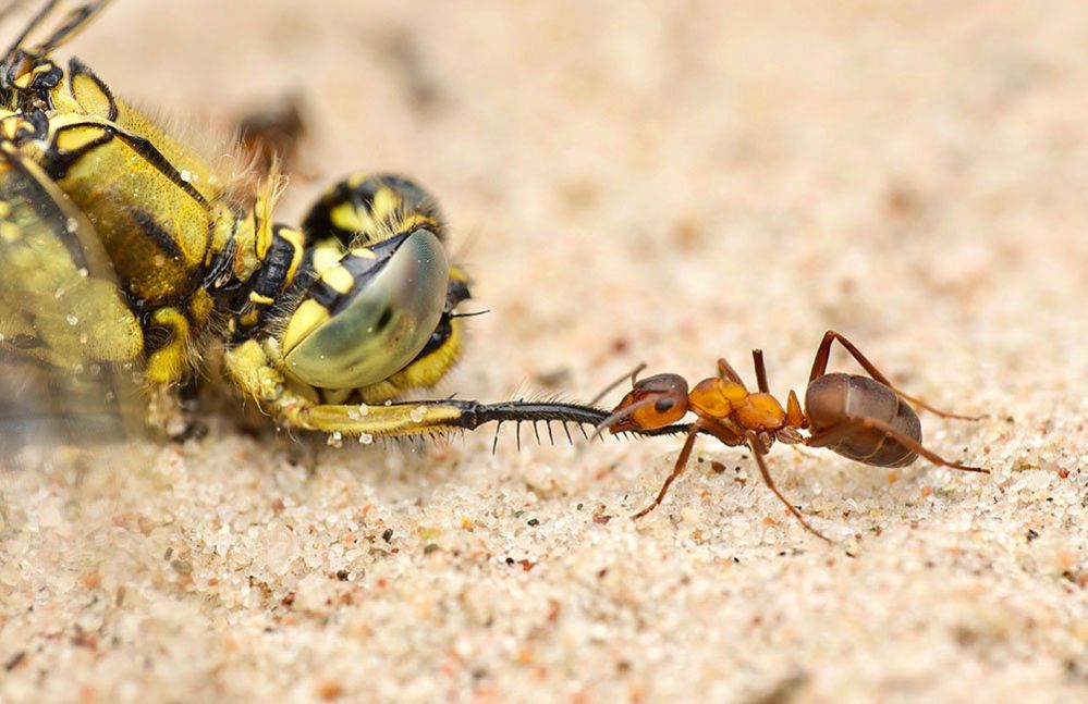 An ant wrestles with its prey