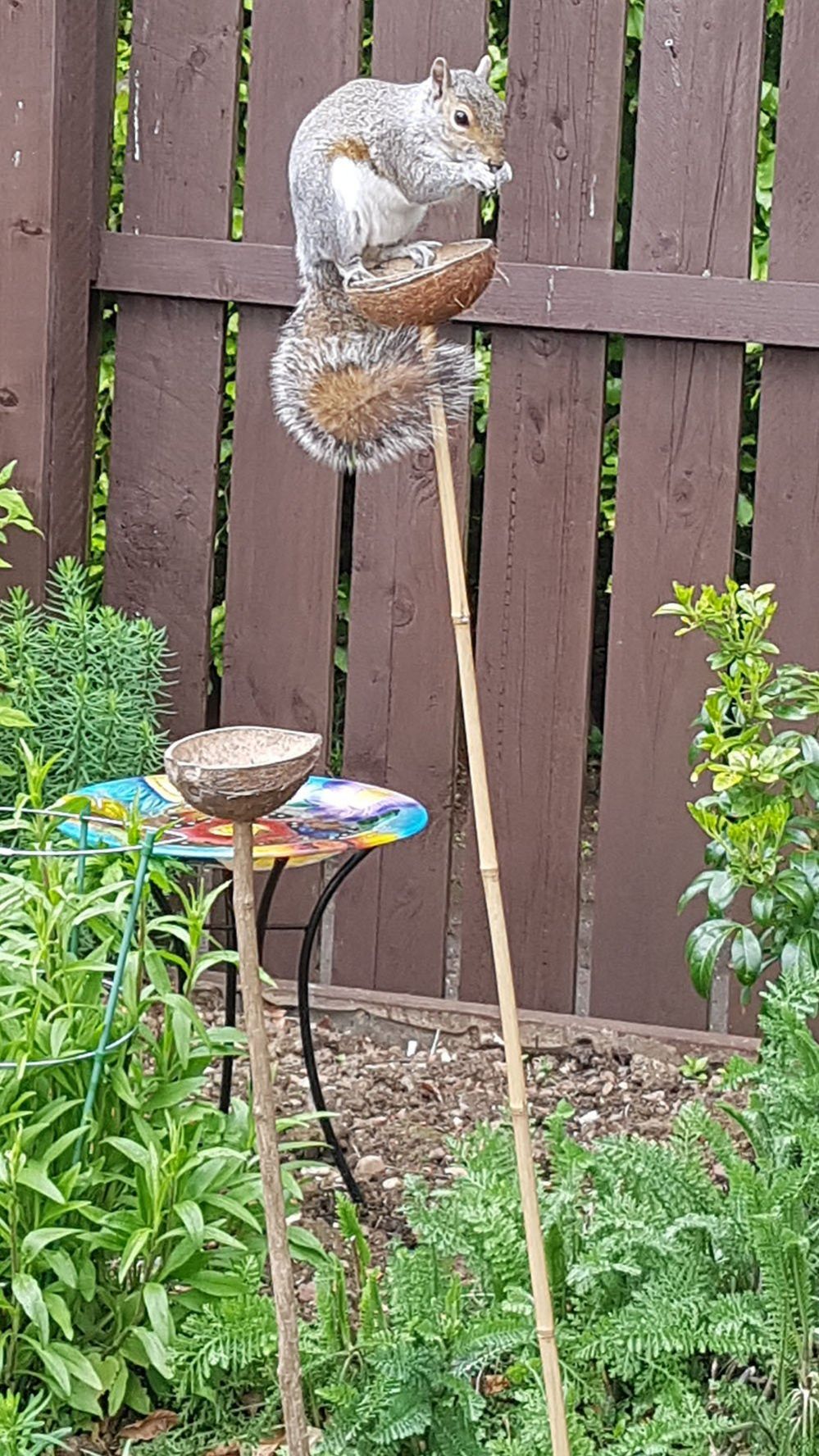 Squirrel on a bird feeder