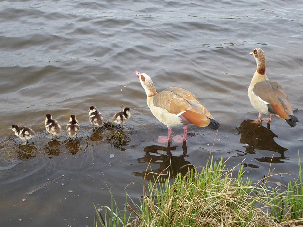Geese in Richmond Park