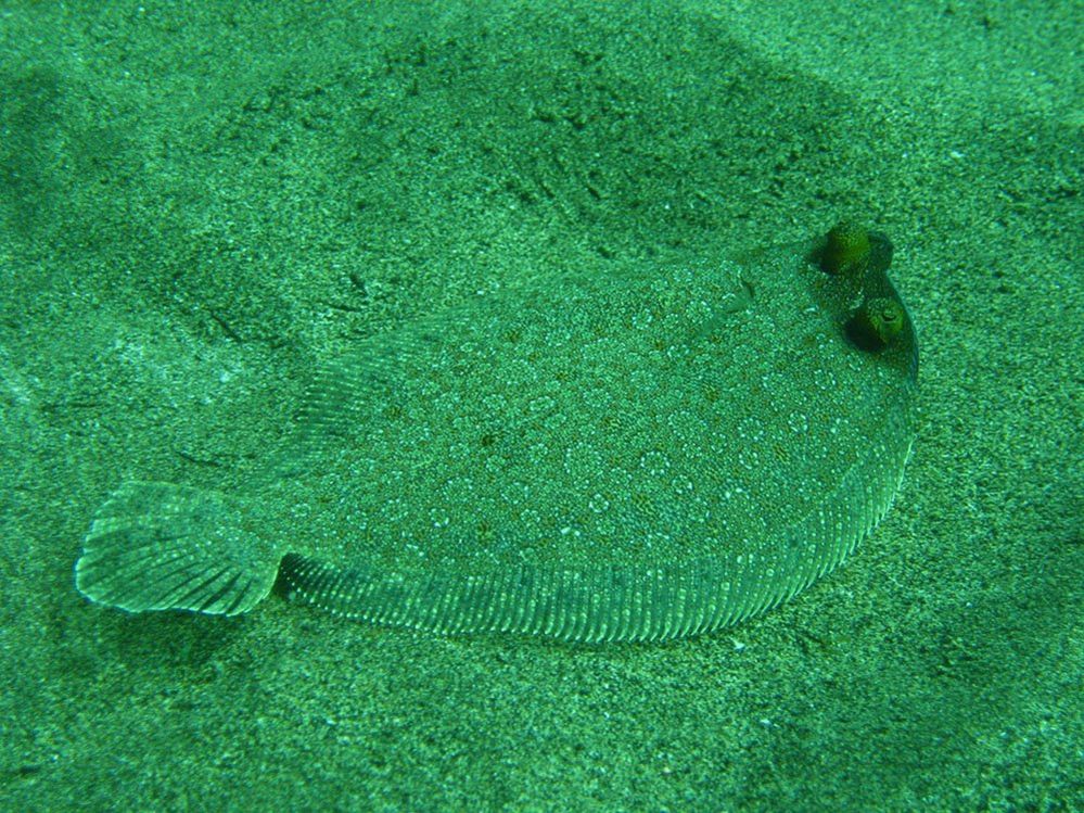 A wide-eyed flounder on the sea bed