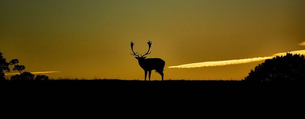 Stag on the horizon in Knole Park, Kent