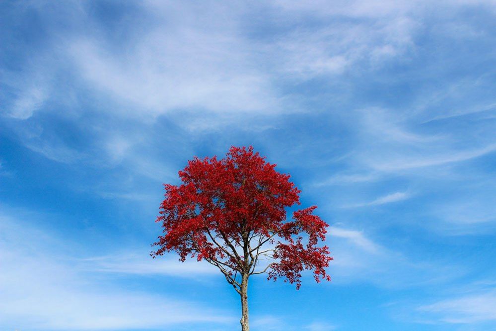 A tree with red leaves